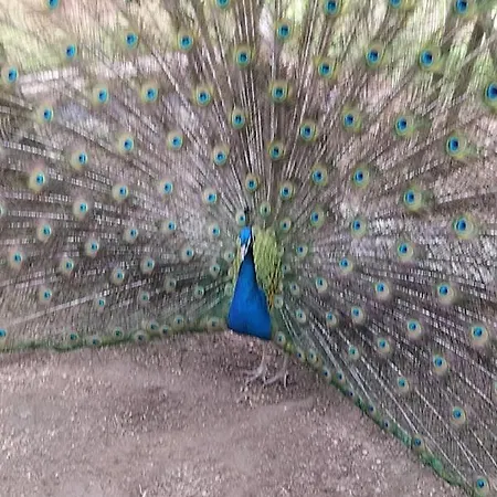 בית חווה Crasto Payva Douro Nature קסטלו דה פייבה