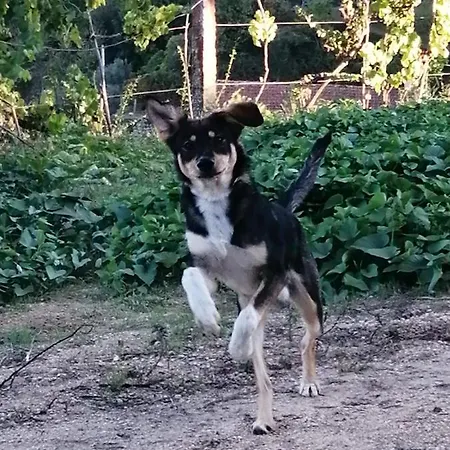 Crasto Payva Douro Nature *