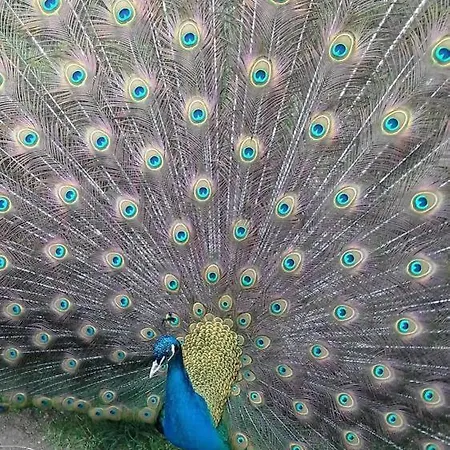 Crasto Payva Douro Nature *