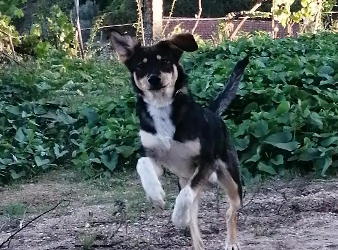 Crasto Payva Douro Nature *