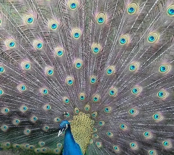 Crasto Payva Douro Nature *